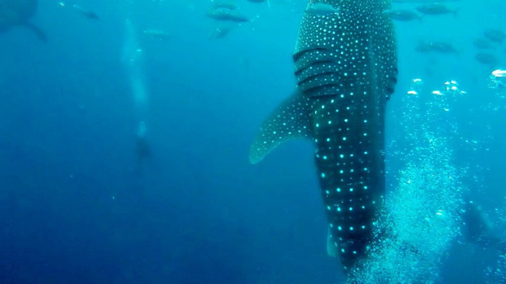 Whale Shark in South East Asia
